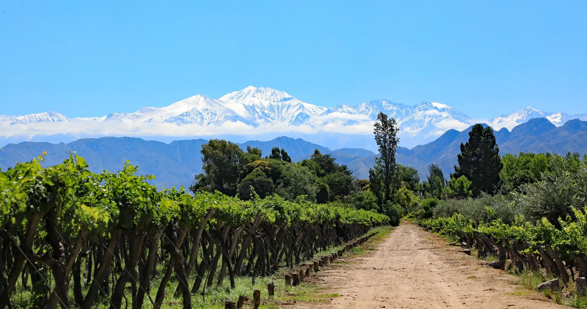 Mendoza Ruta del Vino 3 noches - Mendoza