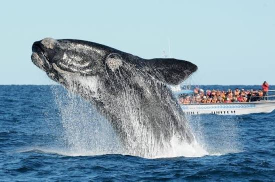 Avistaje de Ballenas - Península Valdés - Puerto Madryn, Chubut